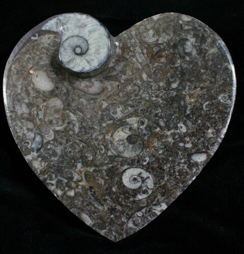 Heart Shaped Fossil Goniatite Dish #4950